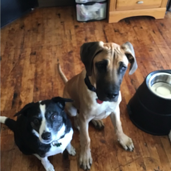 Meet your Posher, Dawn - Picture 7 of 12